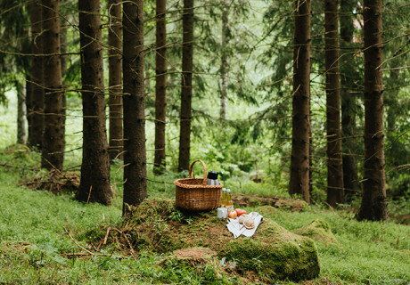 Picknick i Bauerskogen i Småland