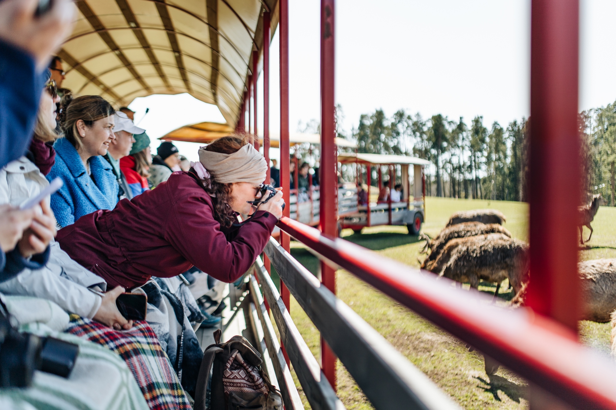 Tysk turist som sitter i en vagn tillsammans med andra turister och fotar älgar på Skullaryds Älgpark.