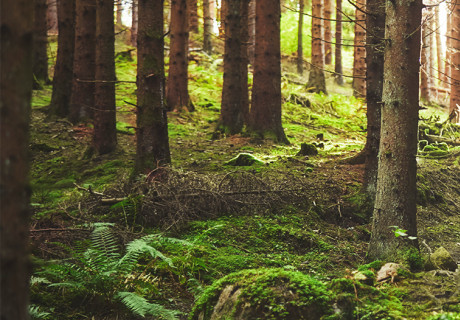 Multiple use of forest skog