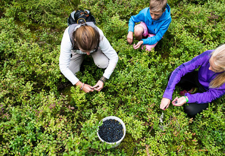 plocka blåbär i Småland