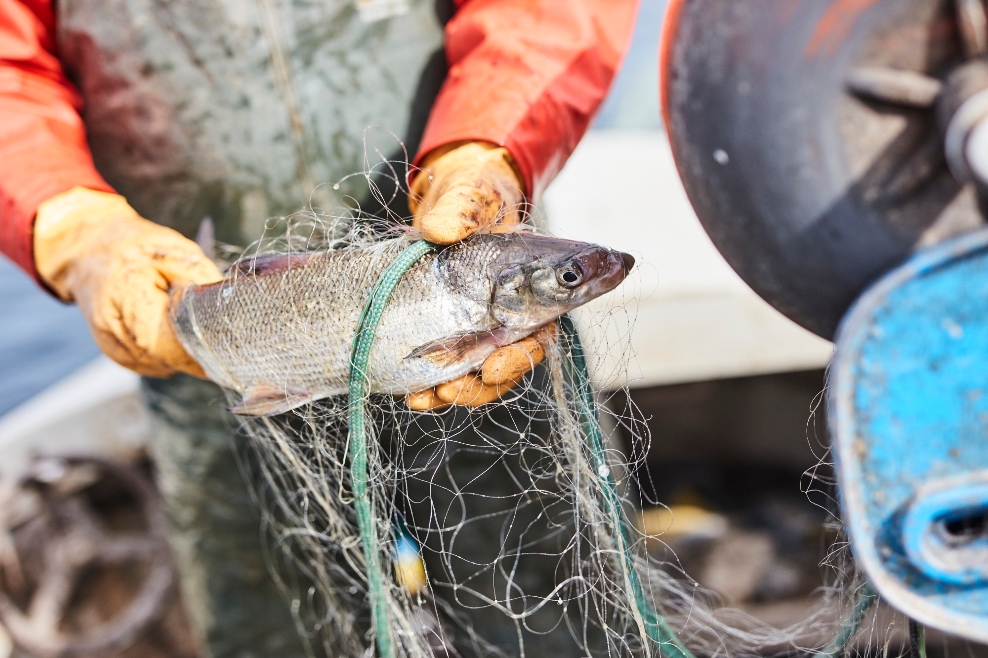 Vättersik som fiskats upp ur Vättern av en lokal fiskare.